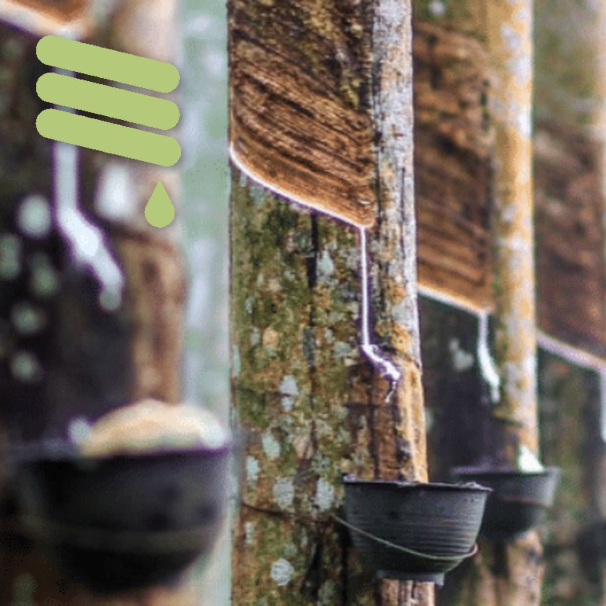 Rubber tapping: natural latex flowing from a Hevea tree, with the Calmies mark